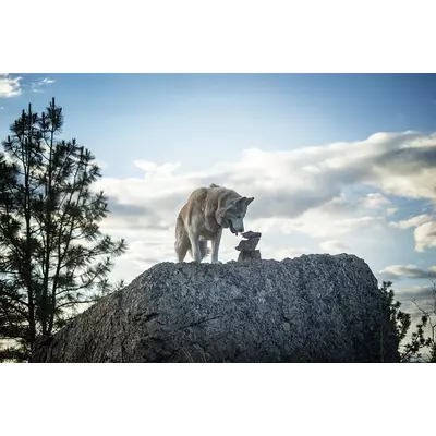 Poesie : Résonances Intérieures